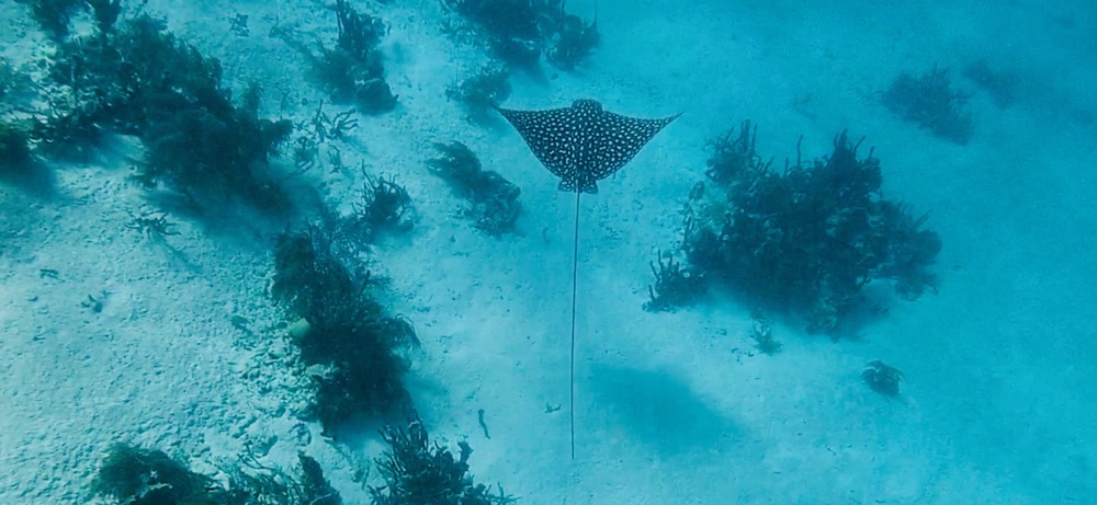 Vakantie Belize, Snorkelen of Duiken