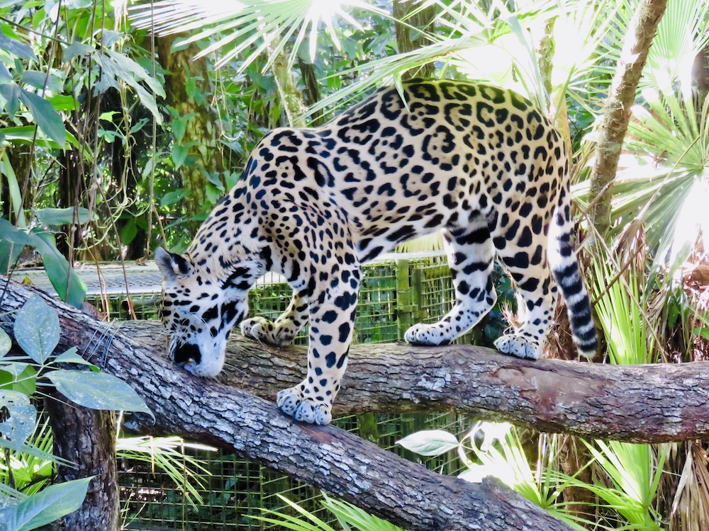 Bezienswaardigheden, Belize Zoo Luipaard