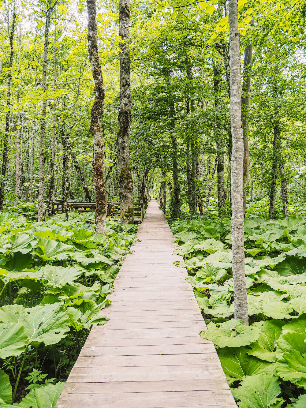 Biogradska Gora Nationaal Park