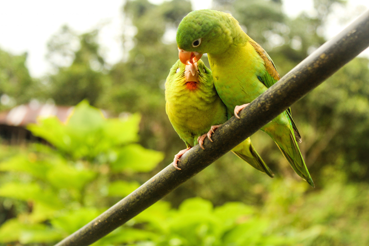 13 - backpacken cOLOMBIA foto's wildlife