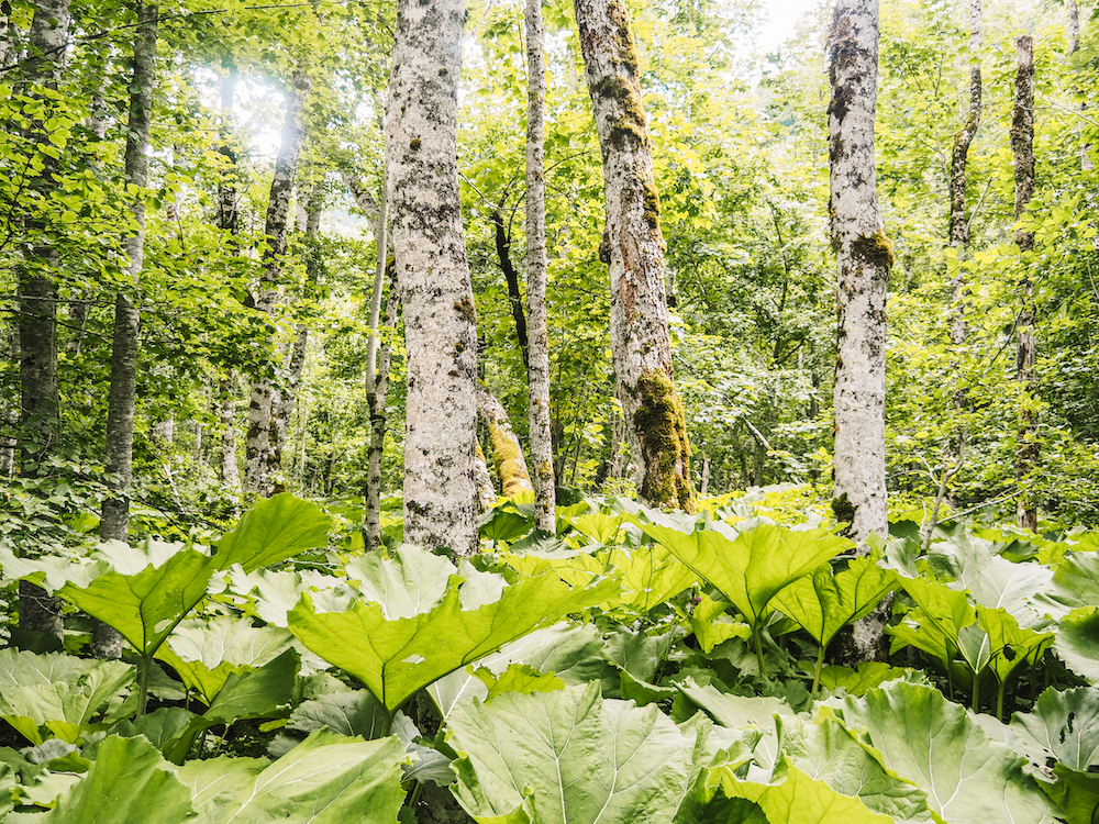 Biogradska Gora Nationaal Park in Montenegro