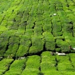 Cameron Highlands