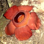 Rafflesia