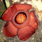 Rafflesia