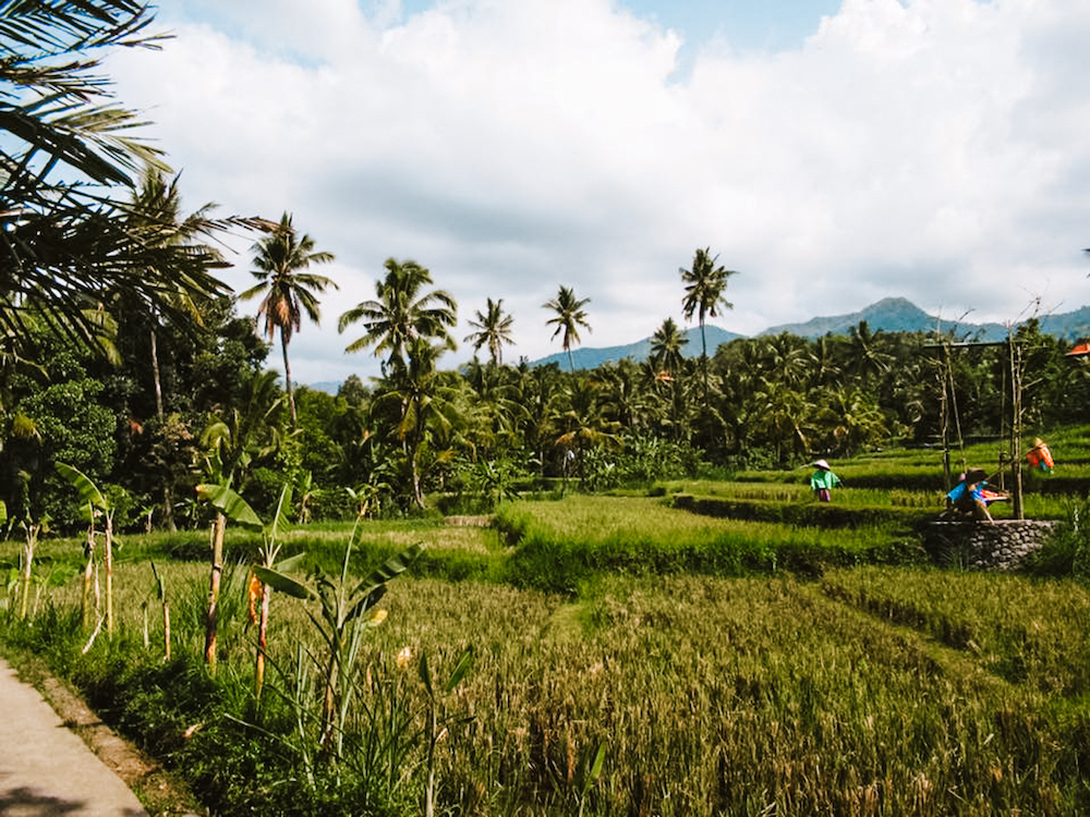 Bali Ubud Rijstvelden