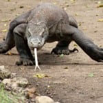 4 Komodo, Komodovaraan