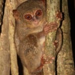 4 Sulawesi, Tangkoko NP, Tarsier