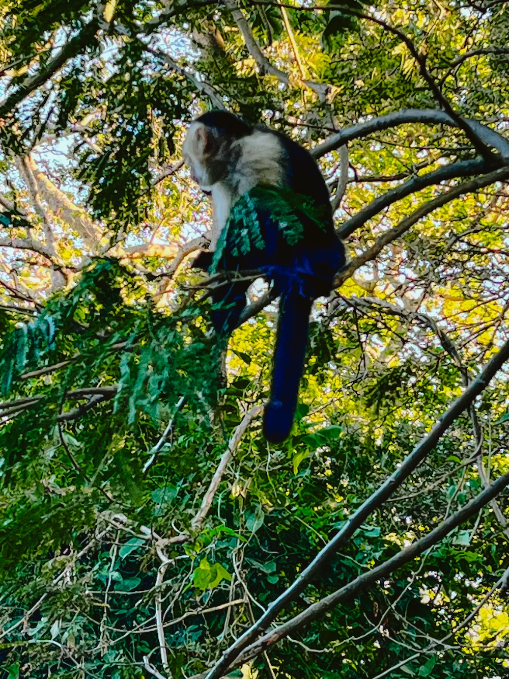 Aap in Nicaragua