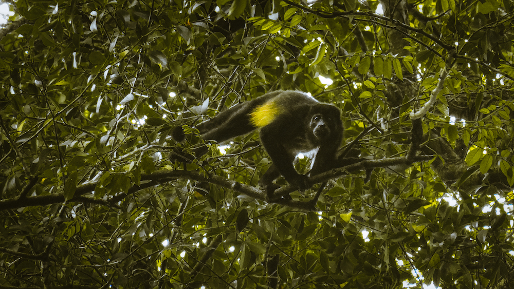 Aapje in Corcovado