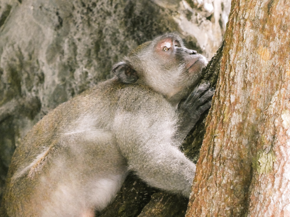 Aapje in Koh Phi Phi