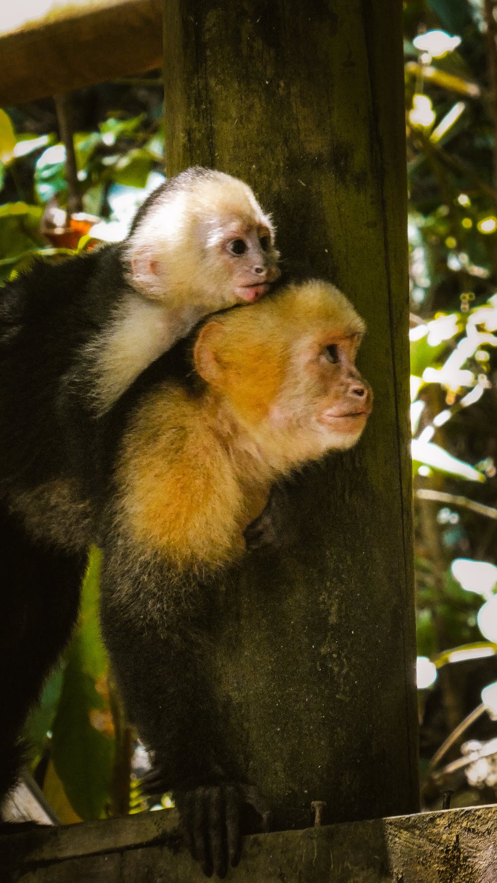 Aapjes Manuel Antonio