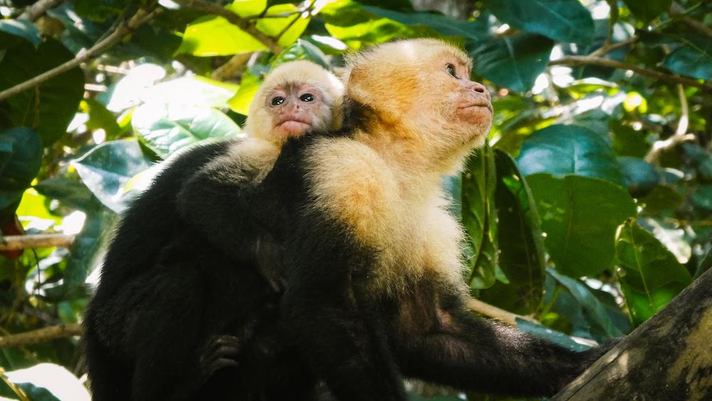 Aapjes in Manuel Antonio