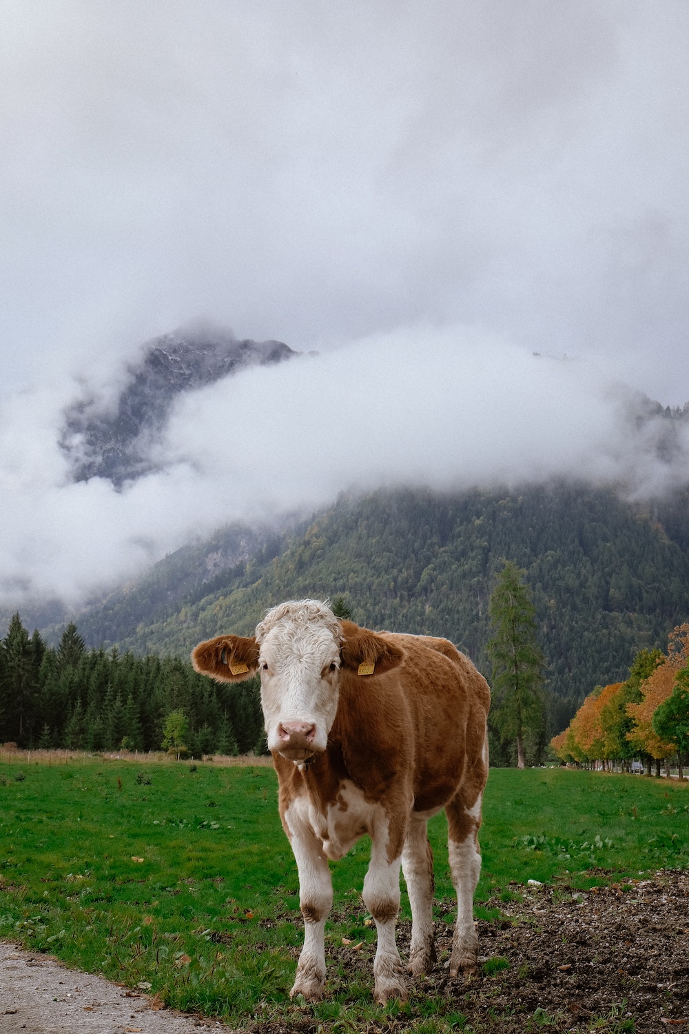 Achensee Oostenrijke