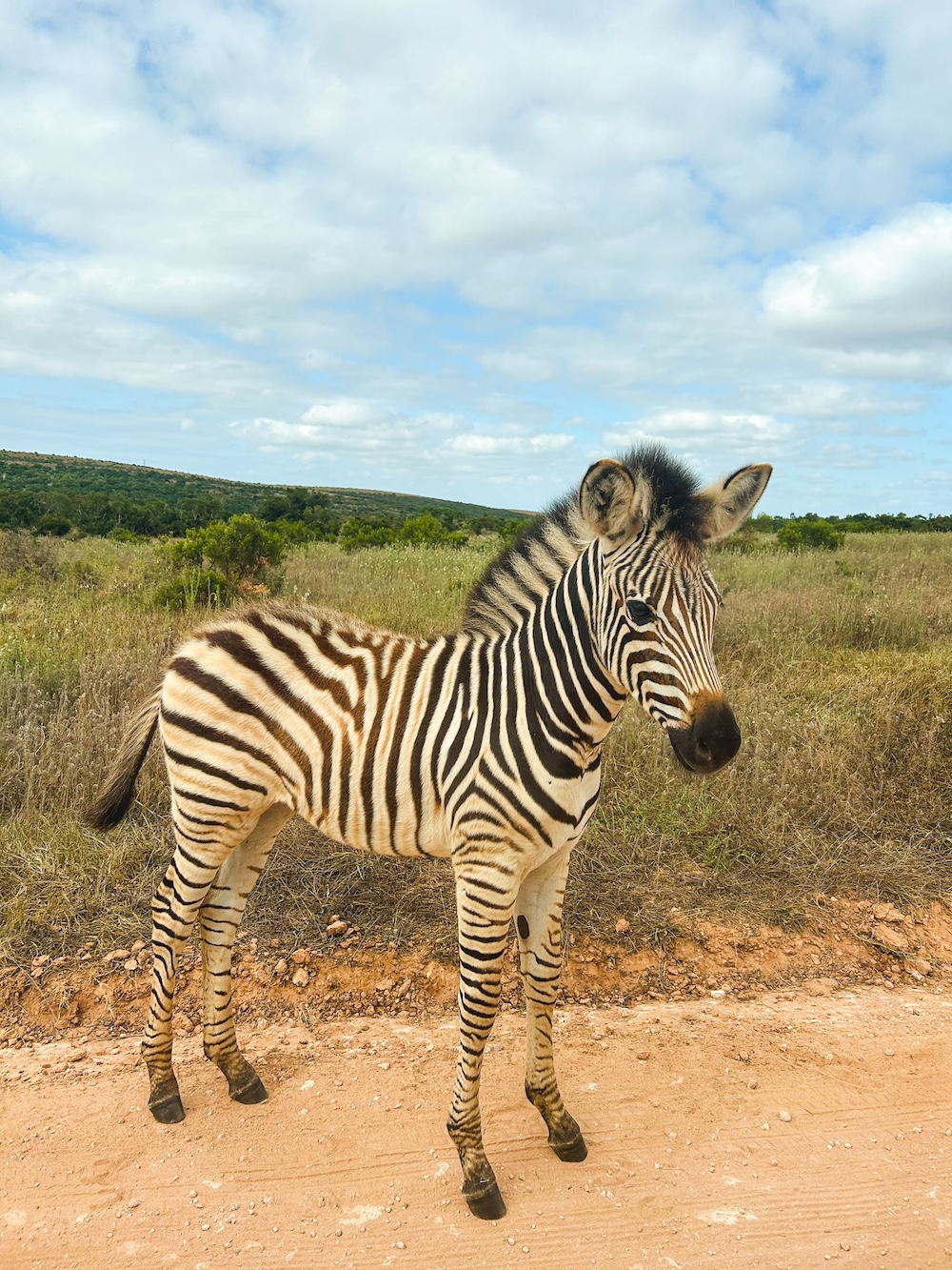 Addo Elephant Park, zeebra veulen