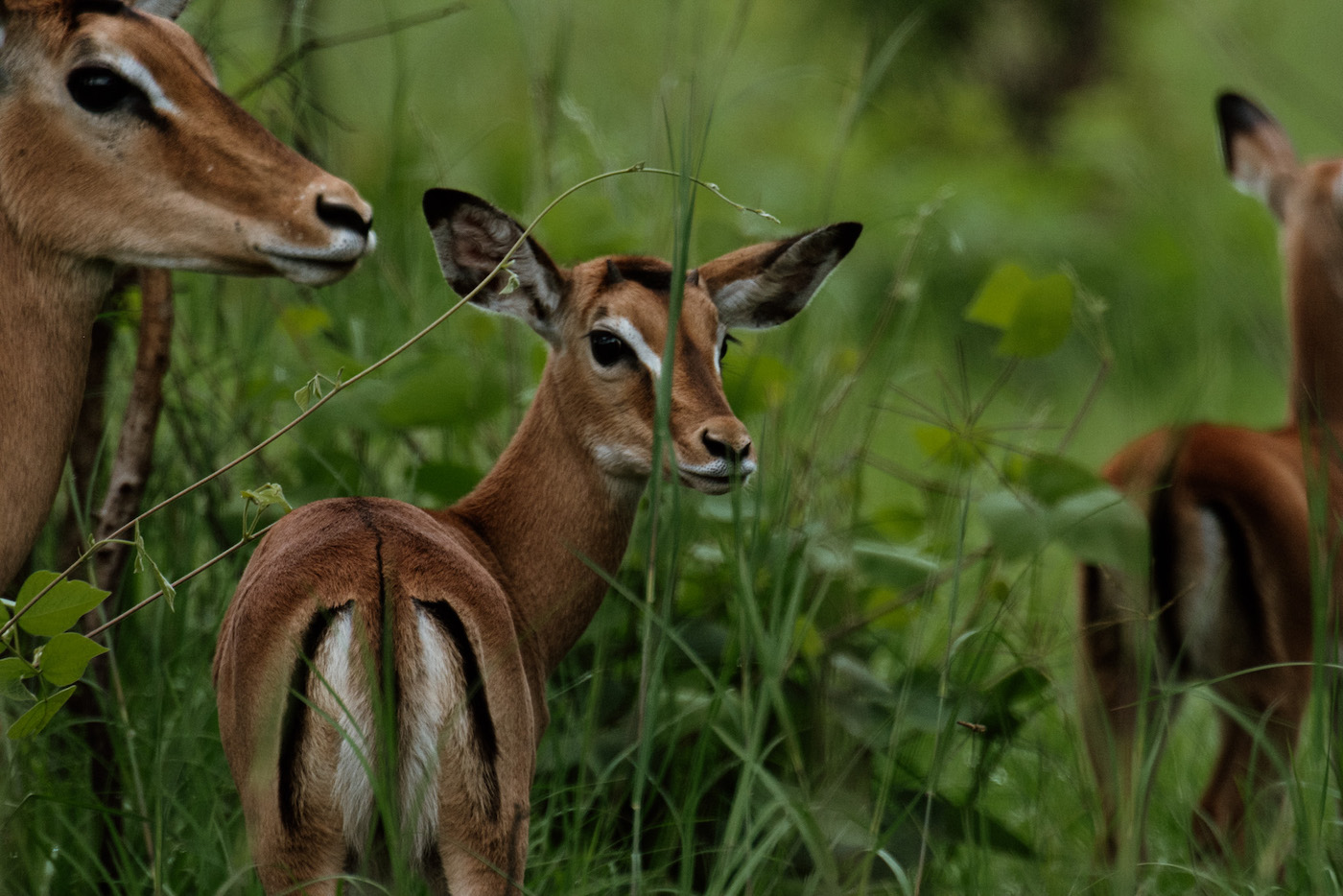 Akagera National Park safari game drive