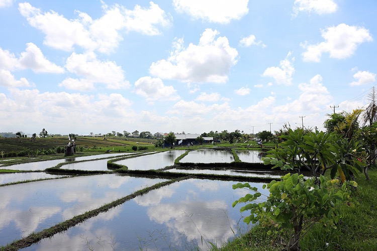 Alleen backpacken Indonesie ricefields canggu bali