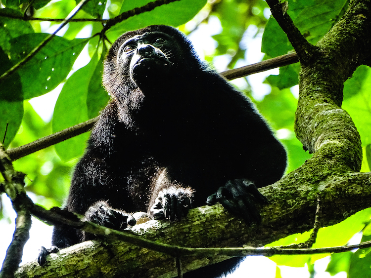 Alleen backpacken costa rica Tortuguero dieren