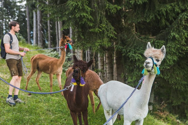 Alpacas Kitzbuhel oostenrijk