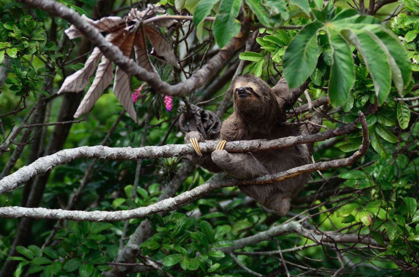 Amazone in Brazilie