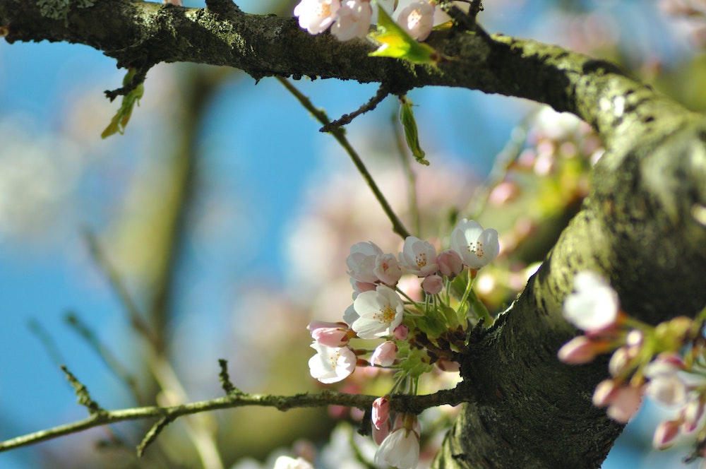 Amsterdamse bos, bossen in Nederland