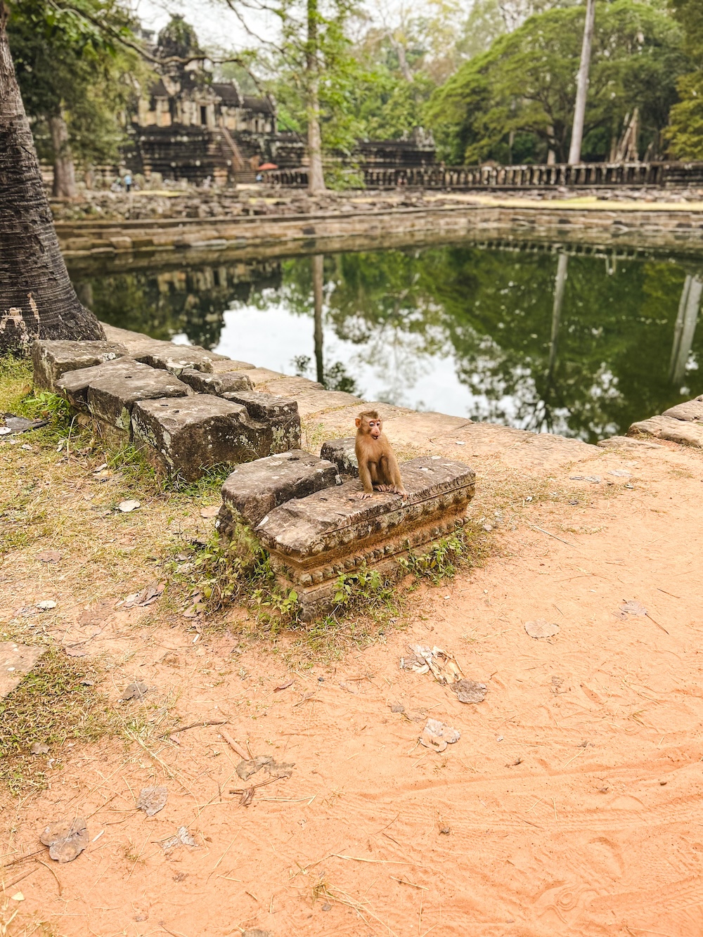 Angkor Thom, Siem Reap, aap