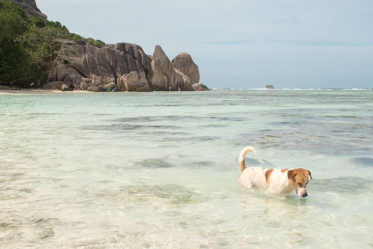 Anse Source d'Argent hond strand