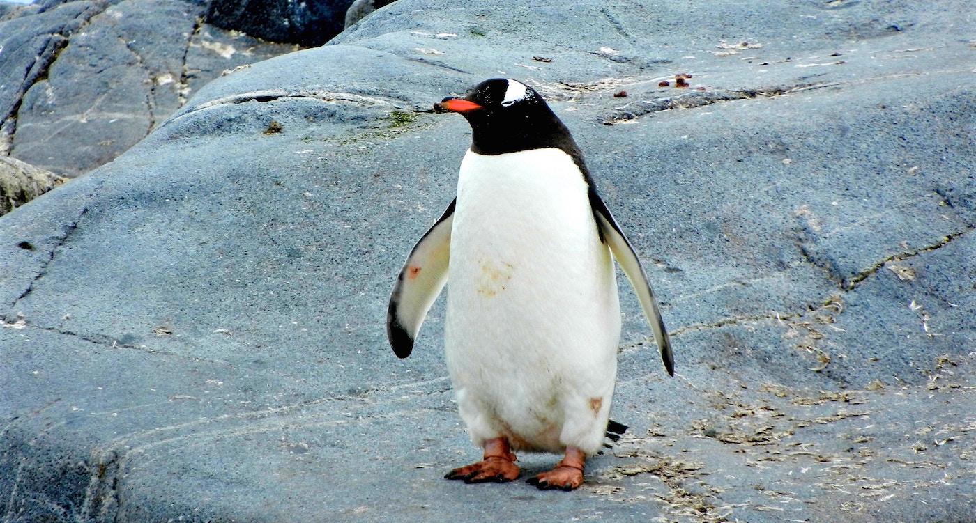 Antarctica penguin