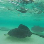 Antigua en barbuda stingrays onderwater