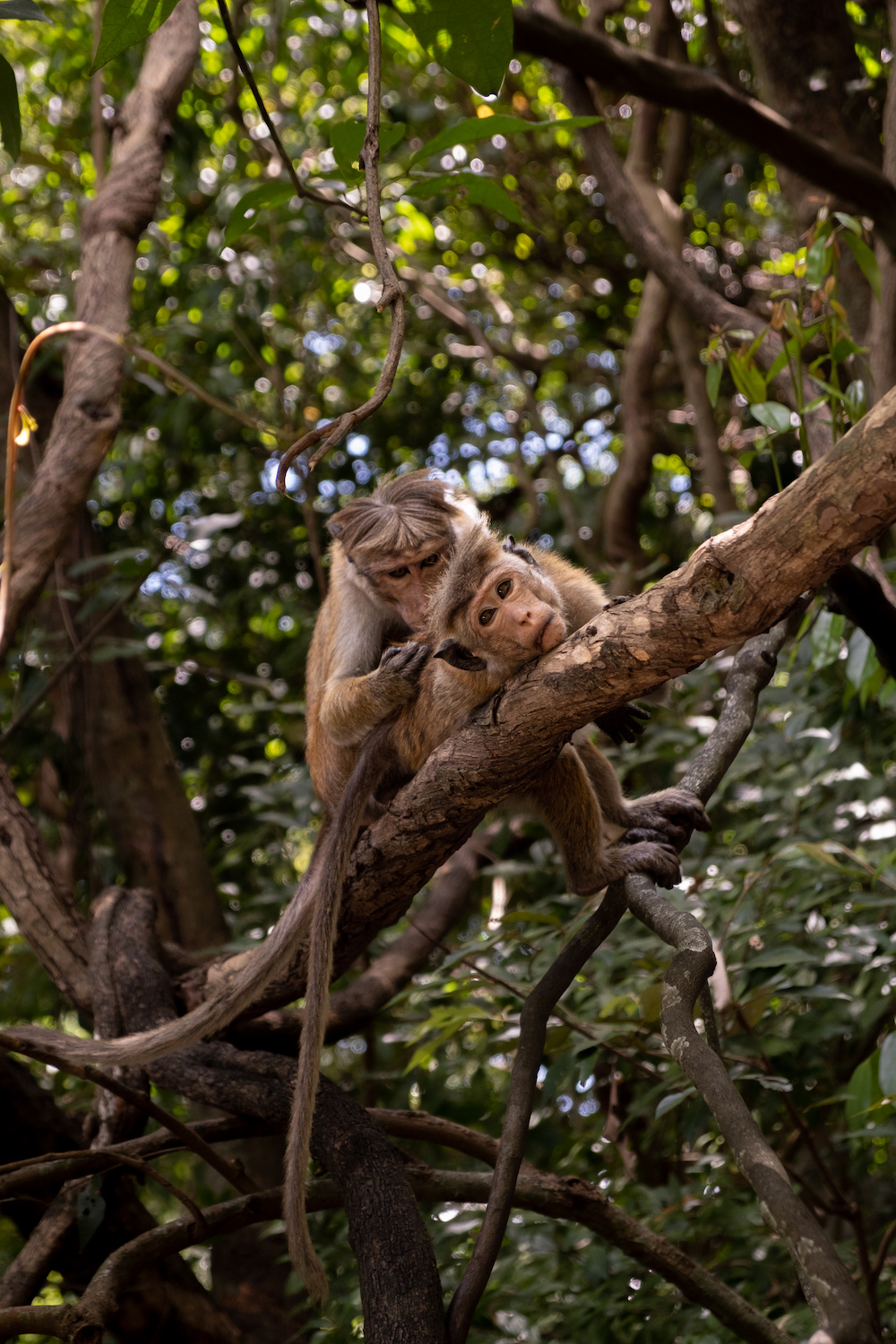 Apen Lionsrock Sri Lanka