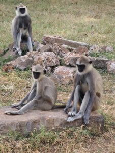 Apen-anuradhapura-sri-lanka