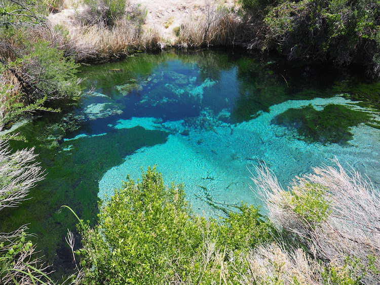 Ash Meadows mojave woestijn