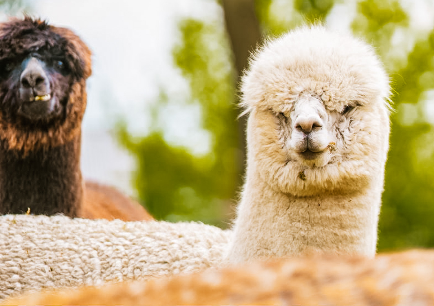 B&B Drenthe met alpaca's