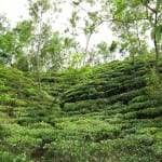 Backpacken Bangladesh theeplantages