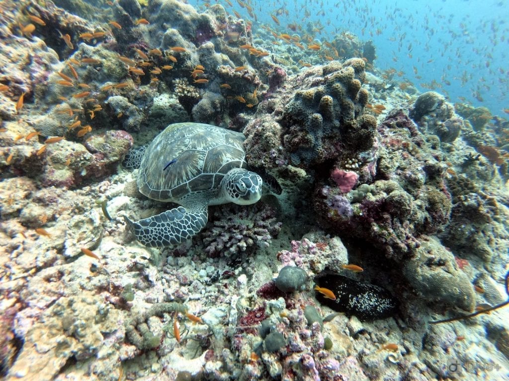 Backpacken Malediven Schildpad bij Rahsdoo