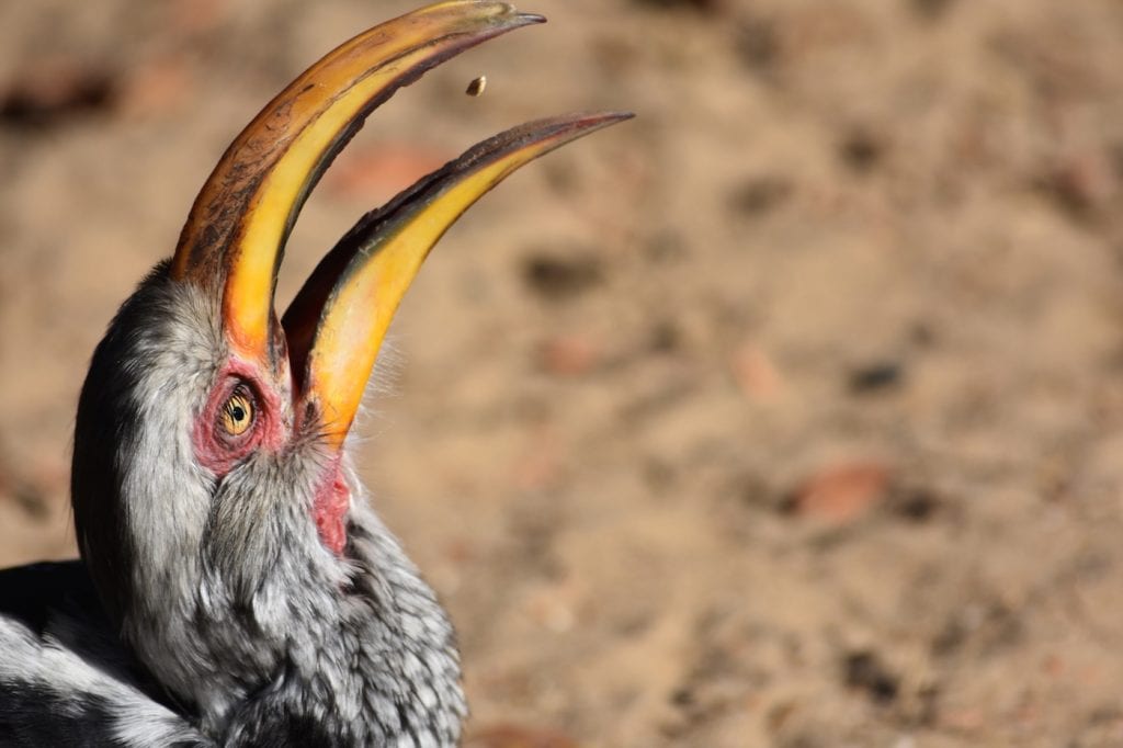 Backpacken in Botswana vogels