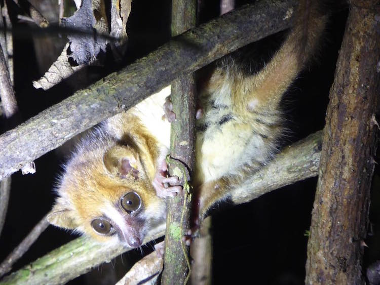 Backpacken madagascar mouse lemur