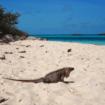 Bahamas powerboat adventures iguana