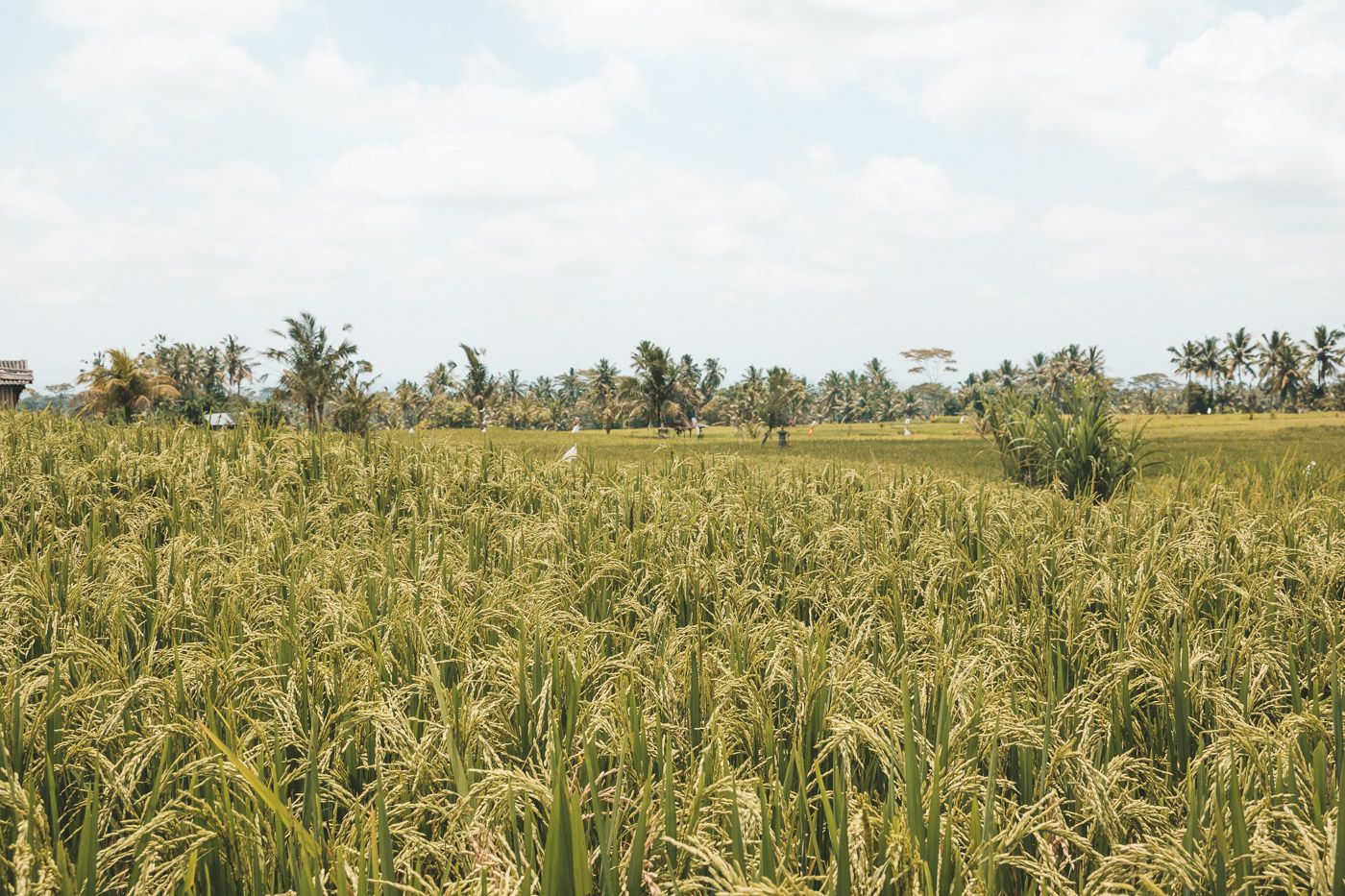 bezienswaardigheden Bali reisroute tips ubud