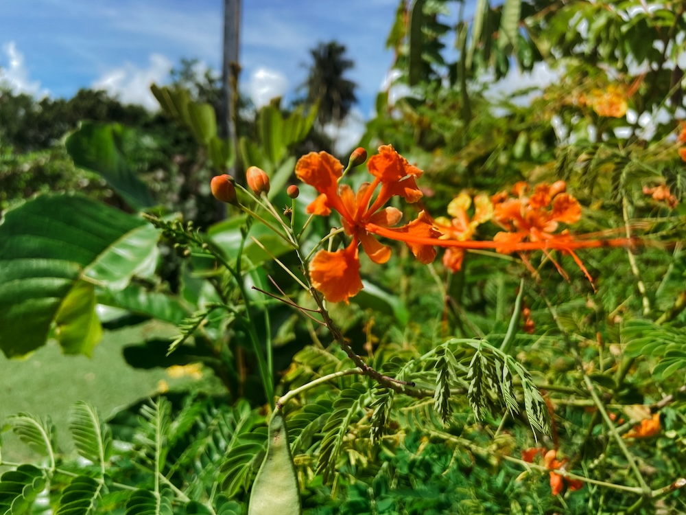 Barbados Bloemen onderweg