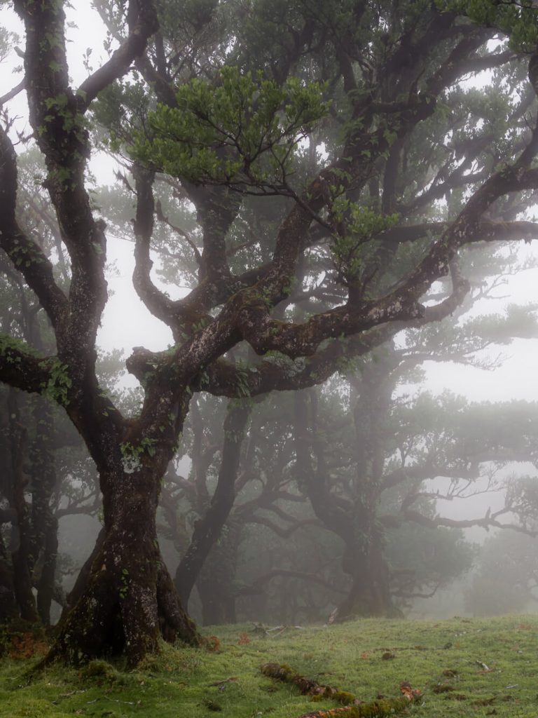 Bezienswaardigheden Madeira Fanal