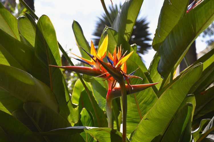 Bezienswaardigheden lissabon botanische tuin-2