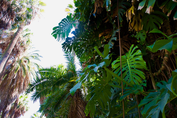 Bezienswaardigheden lissabon botanische tuin