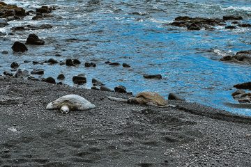 Big Island Hawaii Panalu’u black sand beach