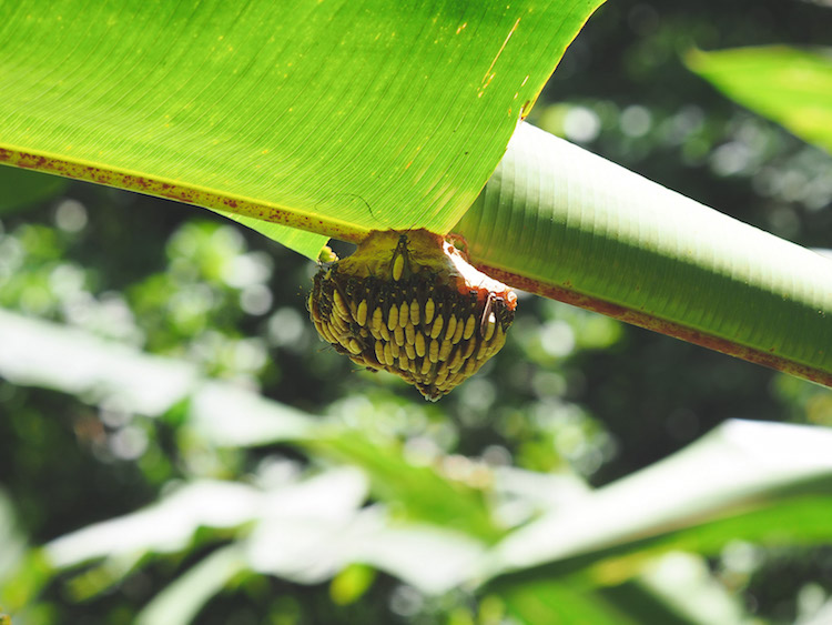 Bijen wespen jungle costa rica