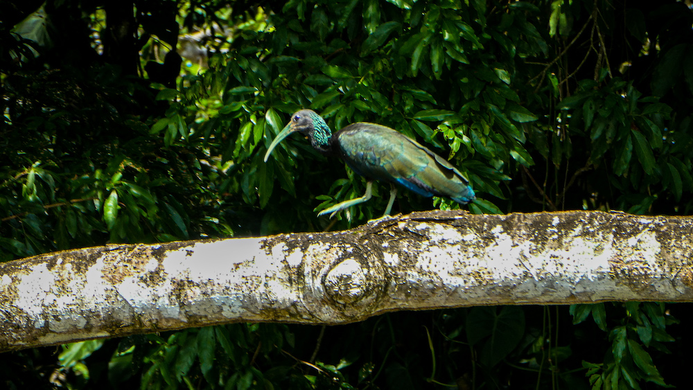 Bijzonder vogel Boca Tapada