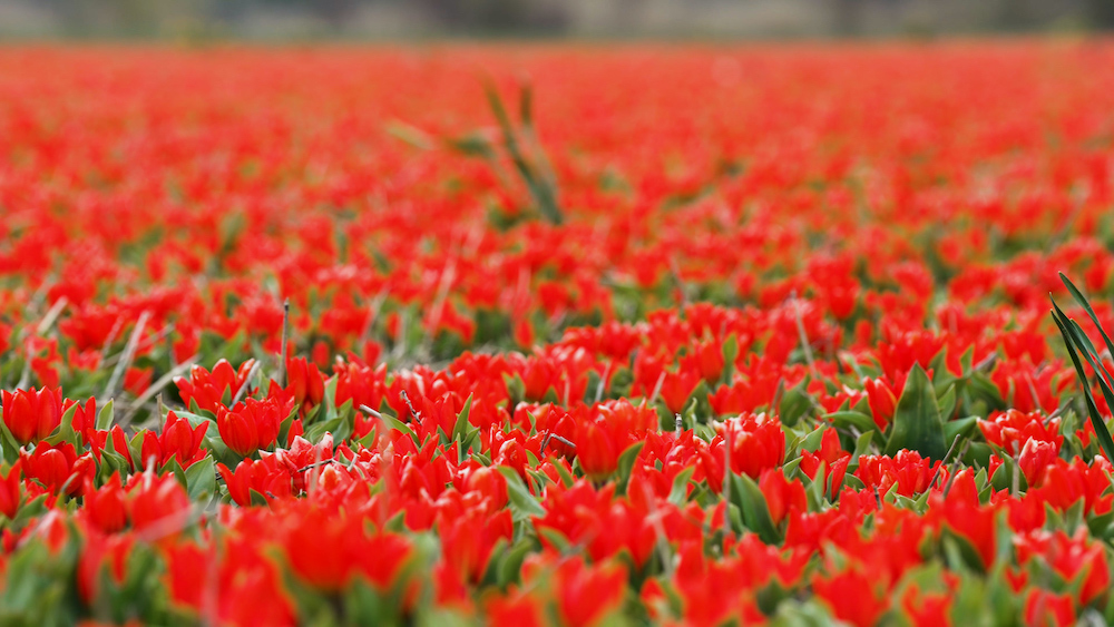 Bloemen bollenveld, bollenstreek