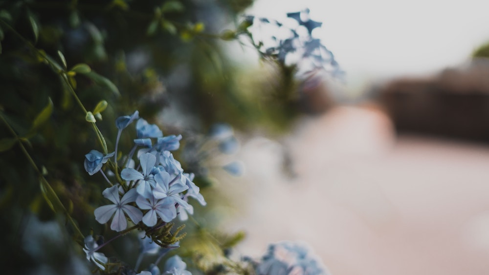 Bloemen in Saint-Tropez