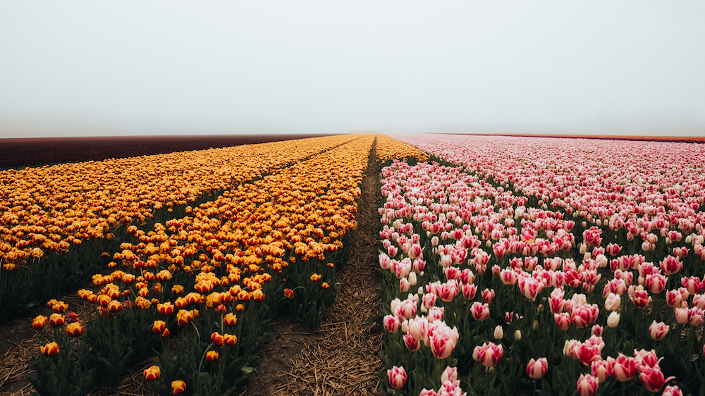 Bloemenbedden, bollenstreek