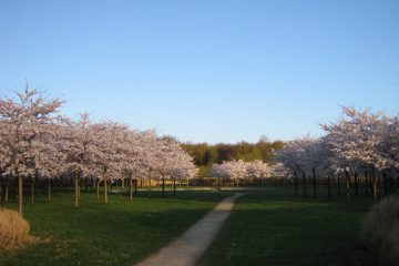 Bloesem in Nederland