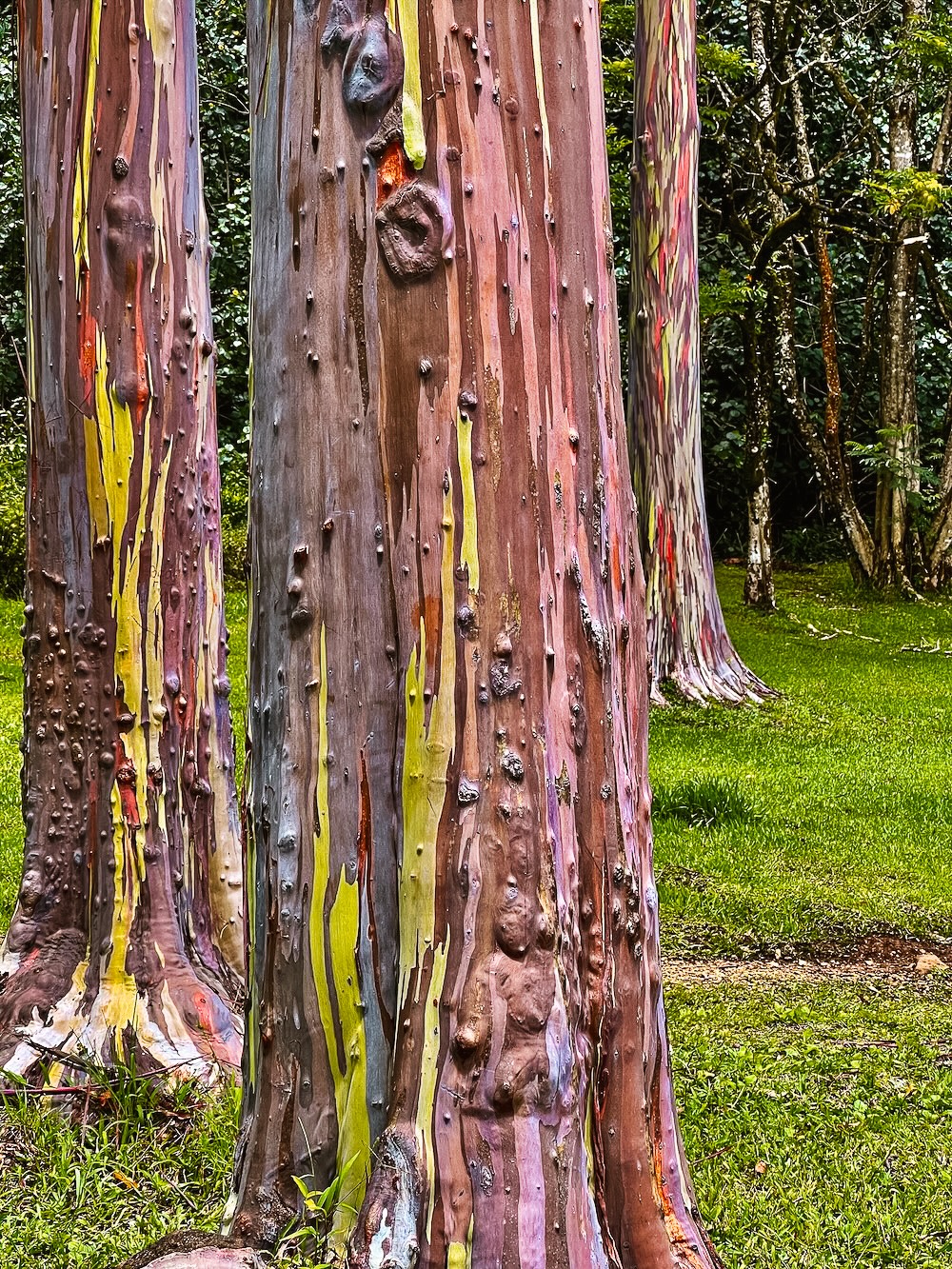 Bomen langs de Koloa forest trail